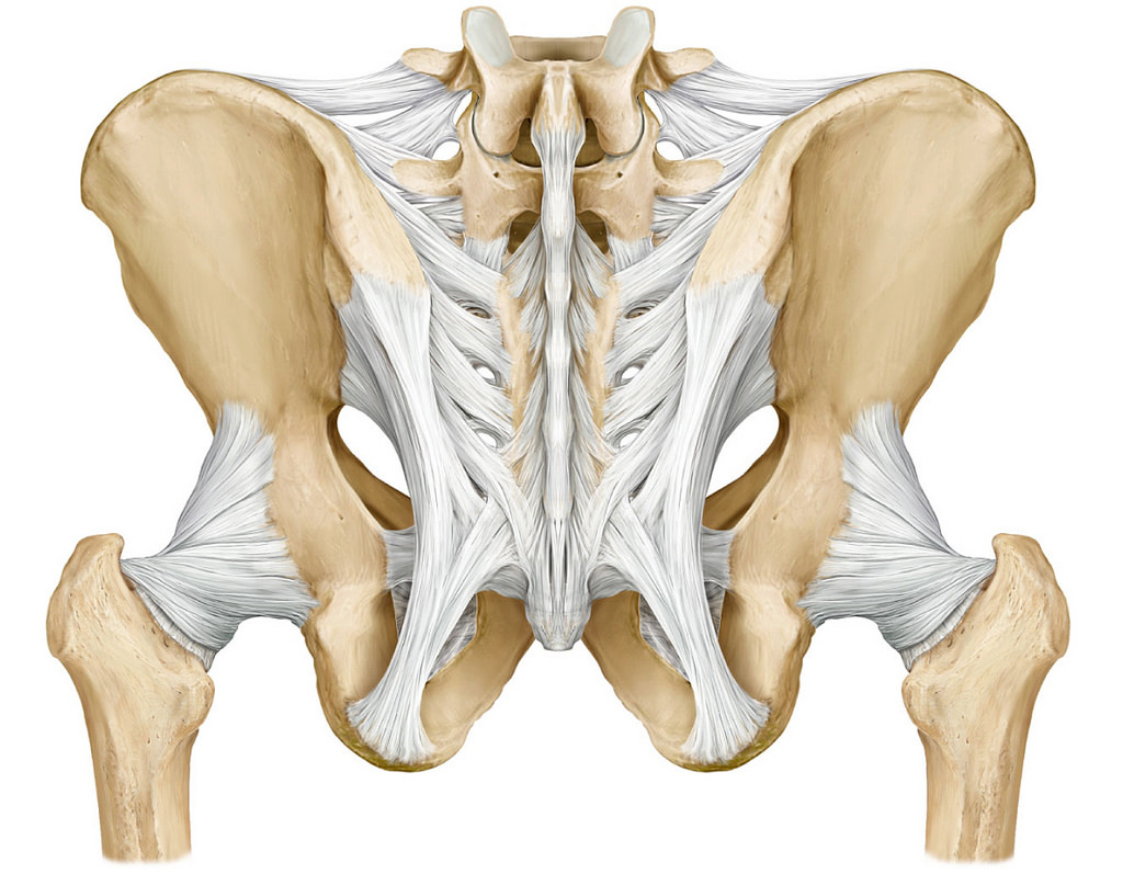 Anterior Pelvic Ligaments Anatomy